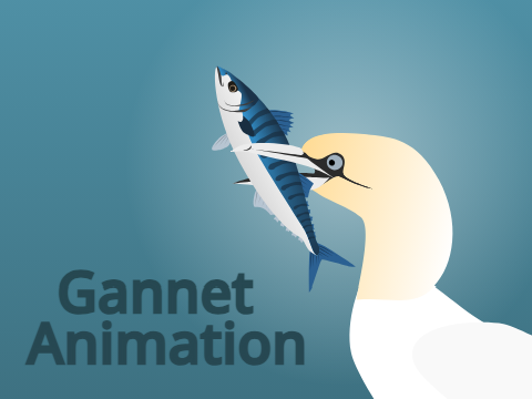 Play Gannet Animation